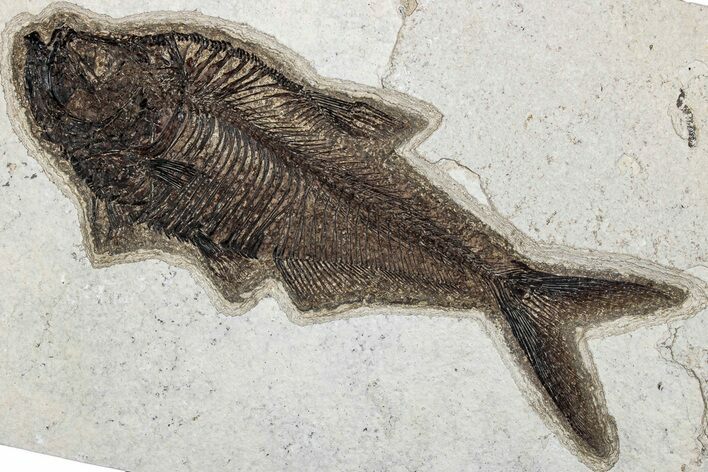 Detailed Fossil Fish (Diplomystus) - Wyoming #292528